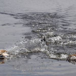 Luchas de aves (tablas de Daimiel)