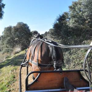 En coche de caballo por la ruta de don Quijote
